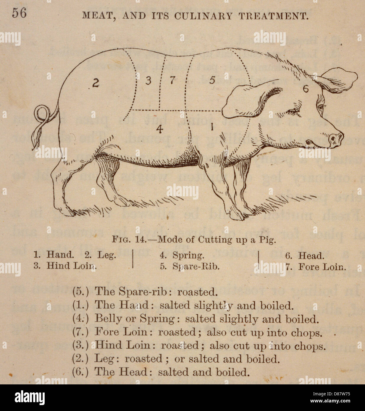 Schema dei tagli di carne di maiale Foto Stock