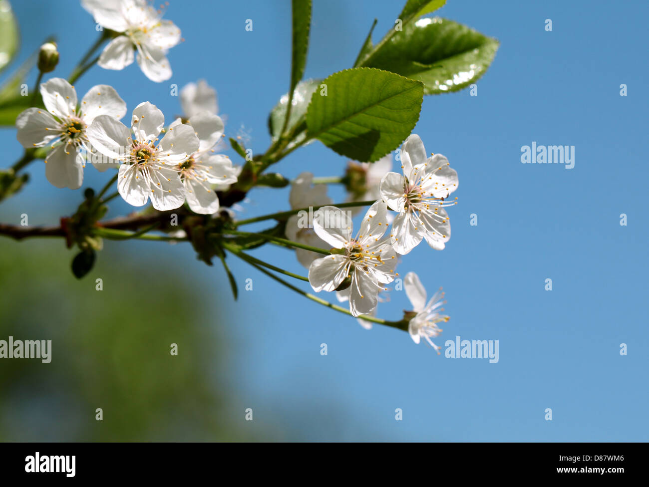 Fiori di Ciliegio su uno sfondo di foglie e cielo Foto Stock