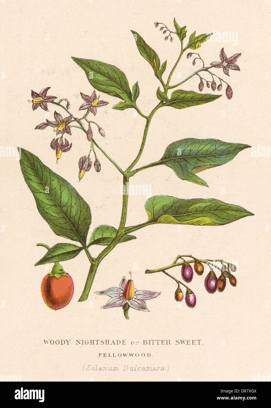 PLANTS/SOLANUM DULCAMARA Foto Stock