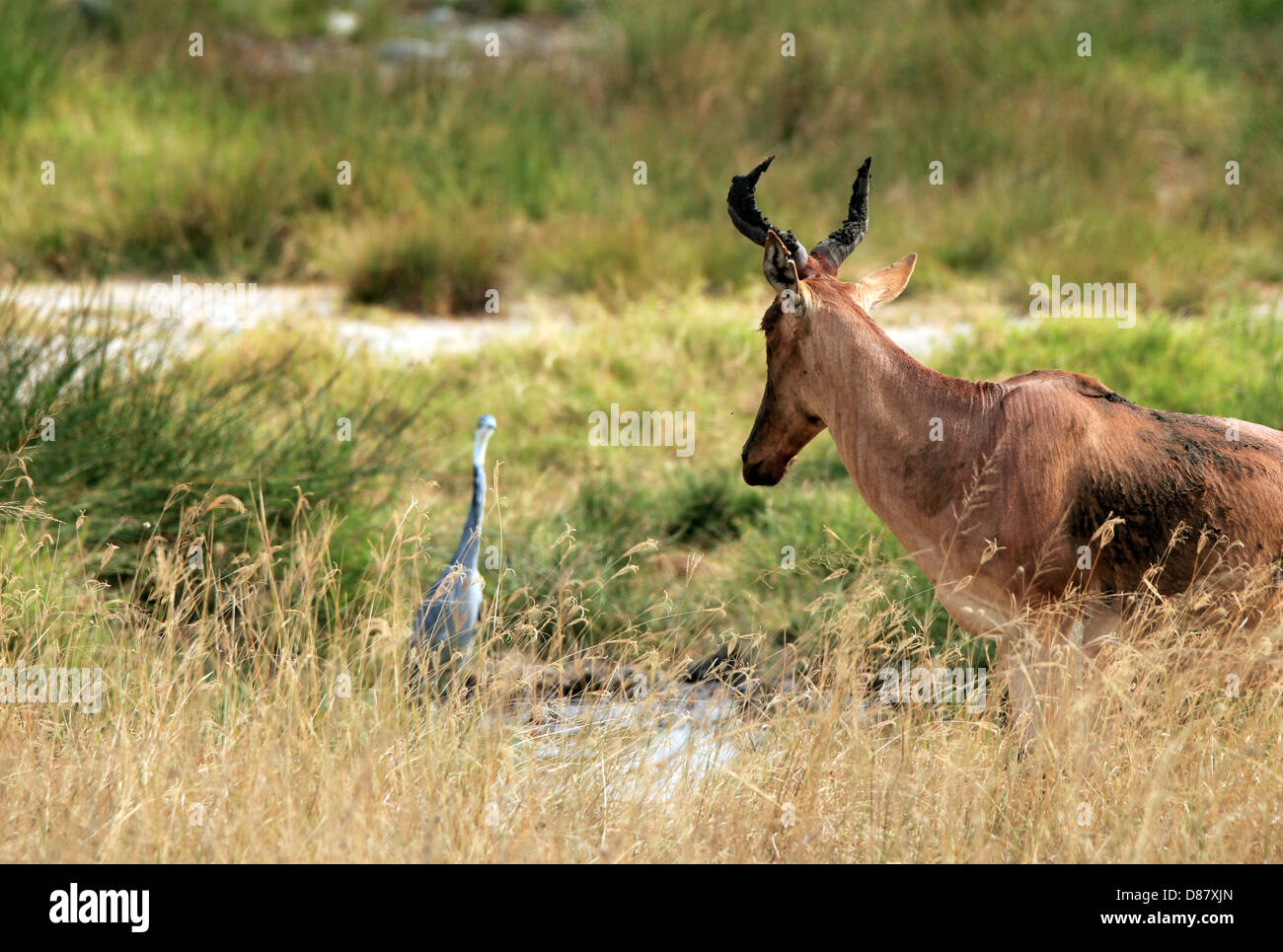 Topi (Damaliscus Lunatus) e nero con testa di airone rosso (Ardea Melanocephala) la visione di ogni altro, Serengeti, Tanzania Foto Stock