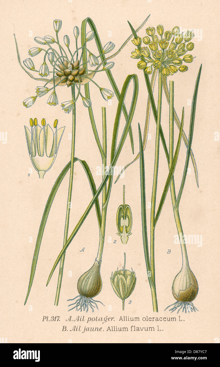 Impianti - Allium Sp. Foto Stock