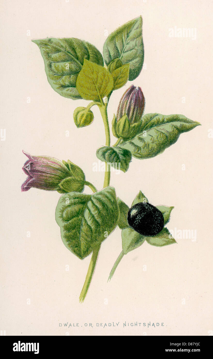 Piante - Atropa Belladonna Foto Stock