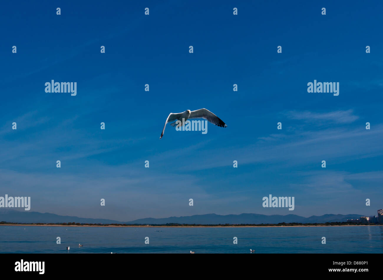 I gabbiani, blu Mare Mediterraneo Foto Stock