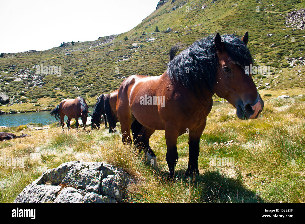 Cavalli, Pirenei, montagna, all'aperto Foto Stock