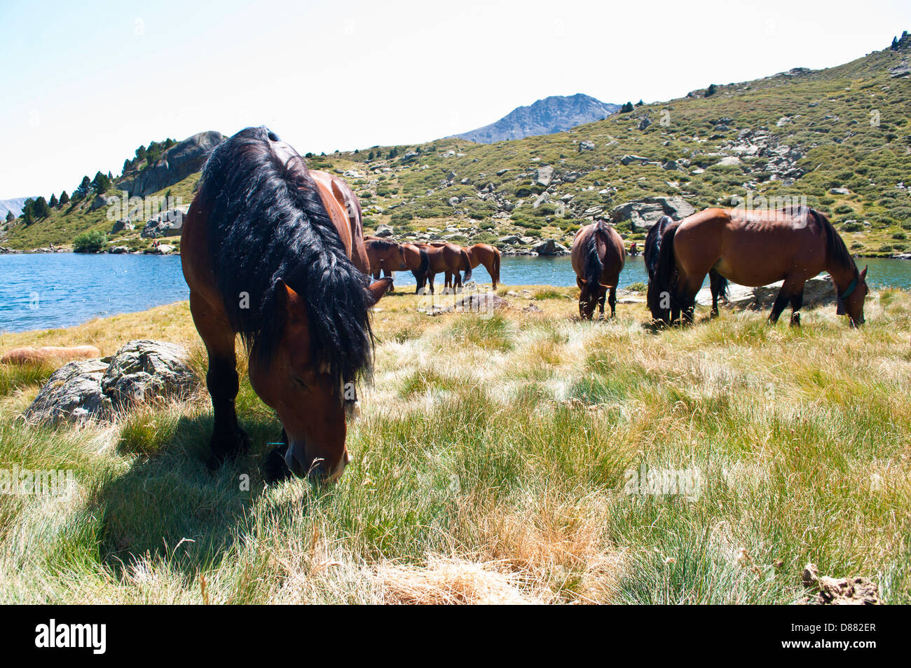 Cavalli, Pirenei, montagna, all'aperto Foto Stock