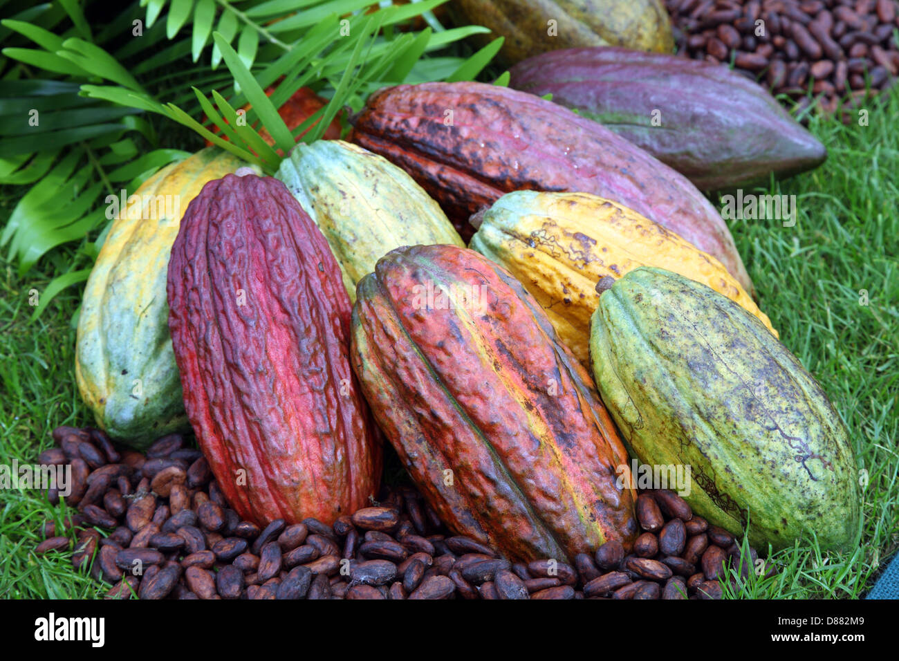 Theobroma cacoa, piante di cacao visualizzati da Trinidad Torist pensione al RHS Chelsea Flower Show 2013 Foto Stock