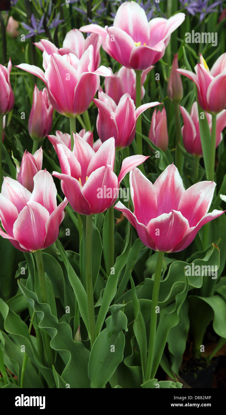 Tulipa Ballade, giglio fiorito tulip mostrato da Avon lampadine ad RHS Chelsea Flower Show 2013 Foto Stock