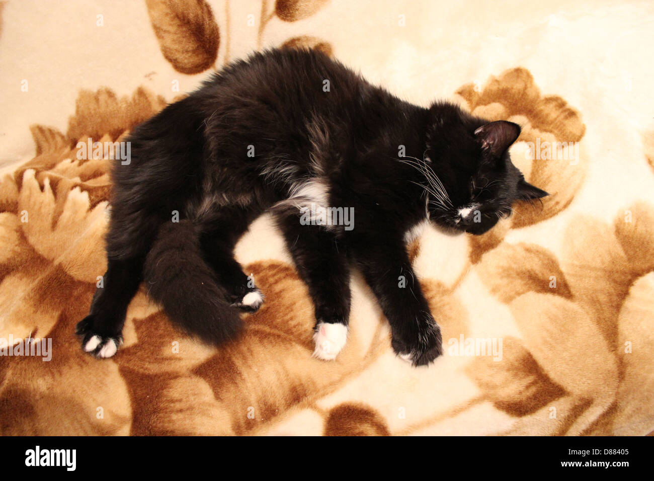 Nero e bel gatto dorme sul divano Foto Stock