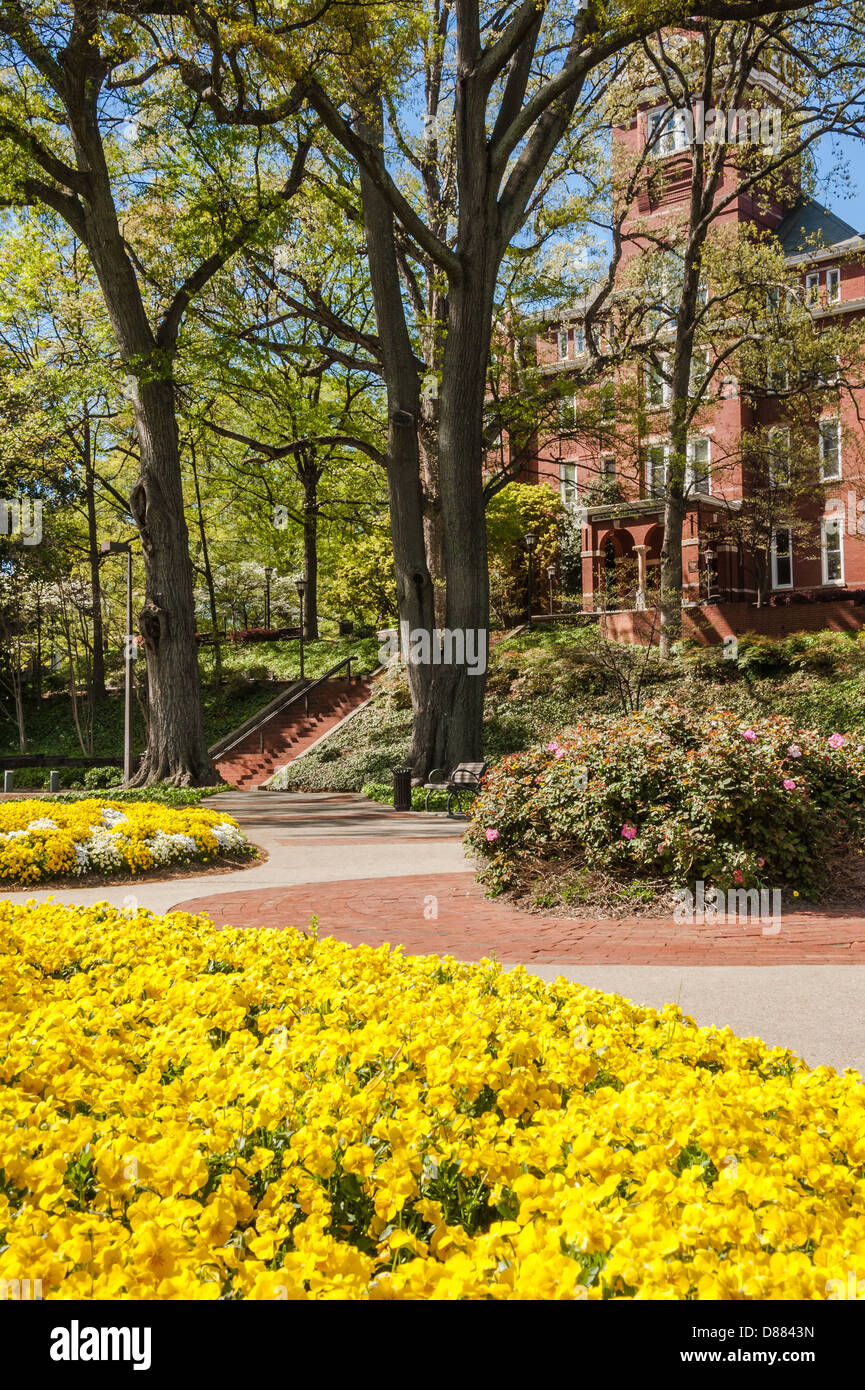 Fiori gialli brillanti accolgono visitatori e studenti del campus Georgia Tech di Atlanta, Georgia. (USA) Foto Stock
