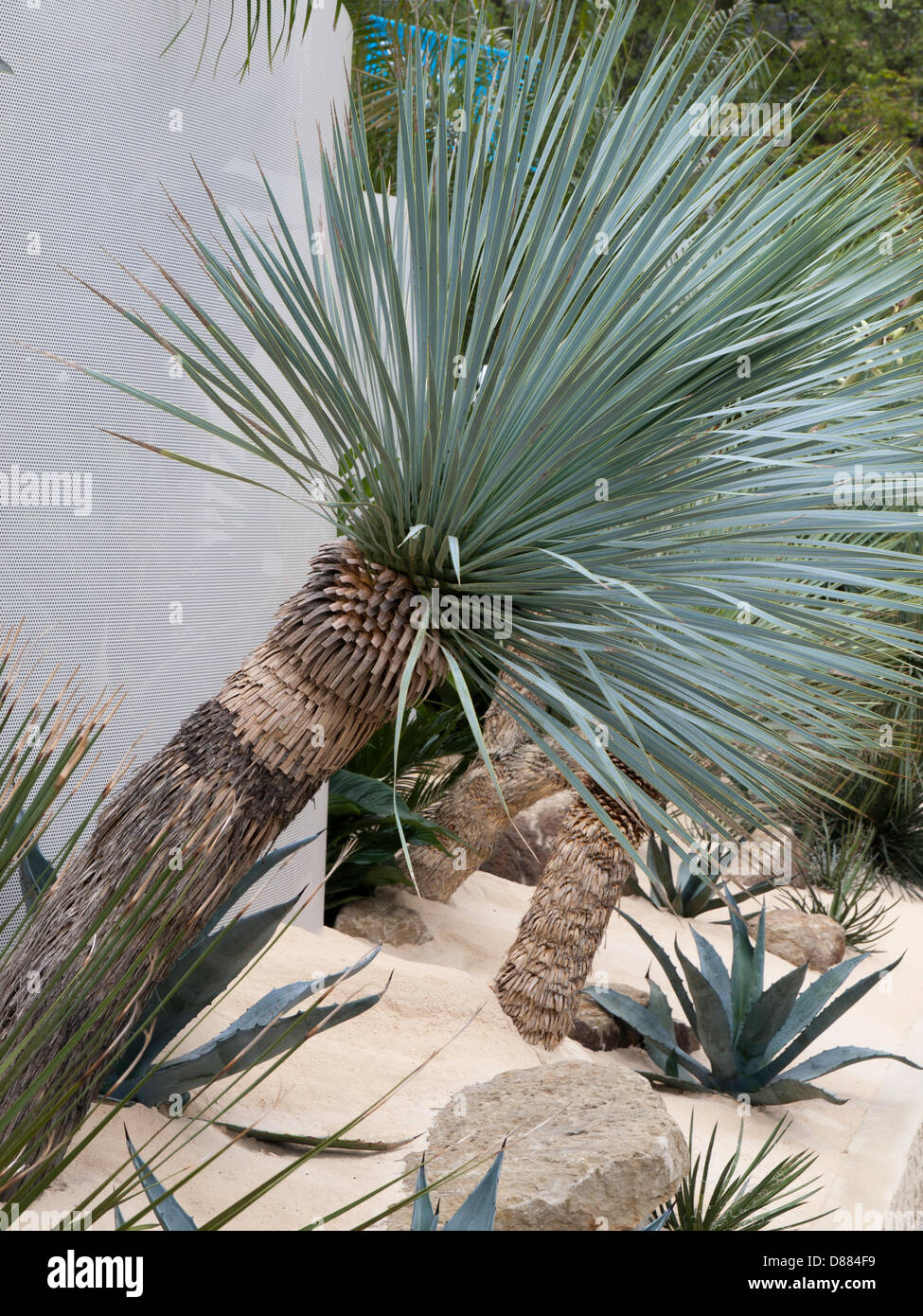 Londra, Regno Unito. Il 20 maggio 2013. Bella Blu Yucca in uno spettacolo giardino. Londra, Regno Unito. Credito: Ian Thwaites / Alamy Live News Foto Stock