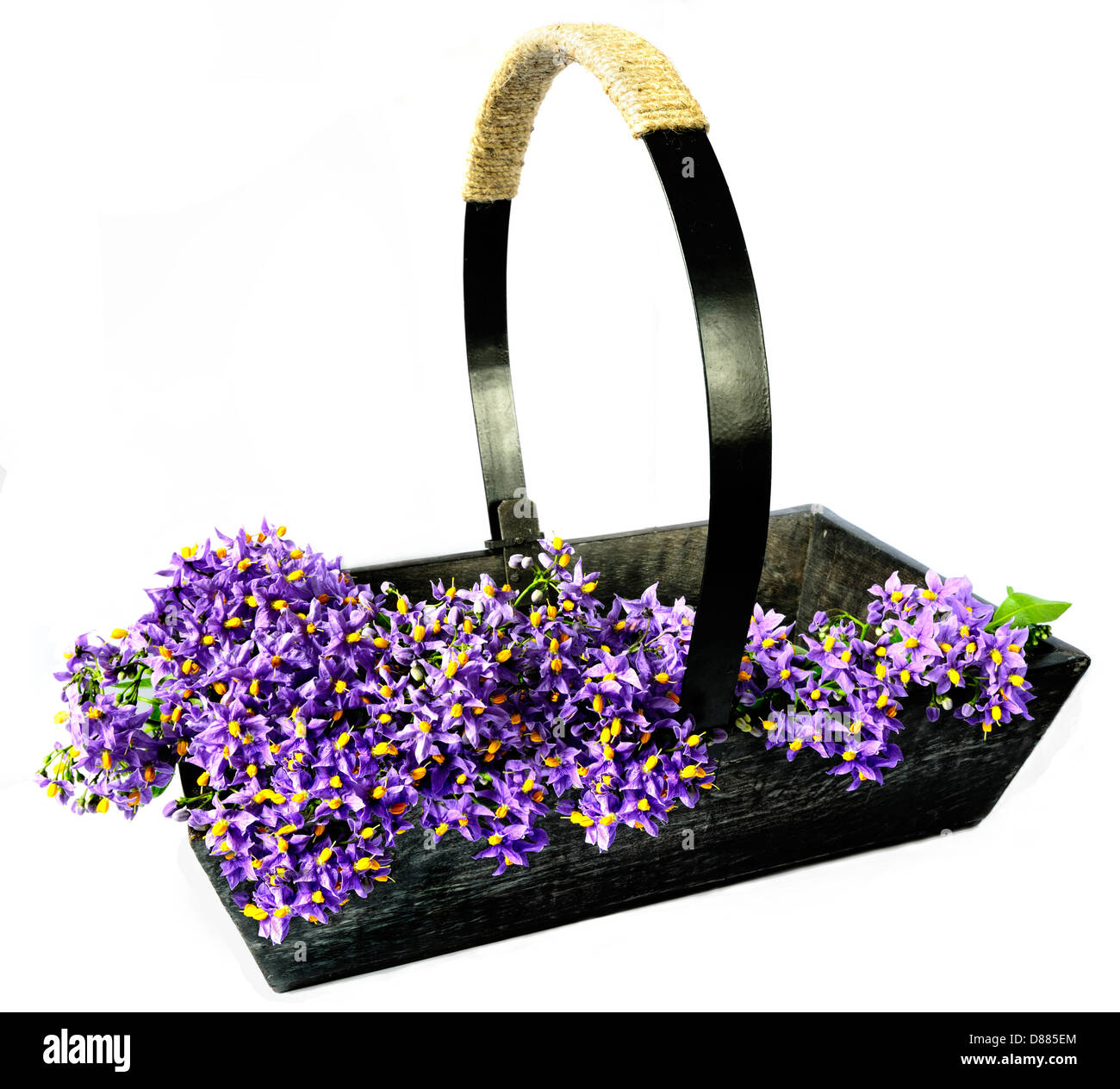 Il giardinaggio in legno trug riempito con vite di patata (Solanum crispum) blossoms Foto Stock