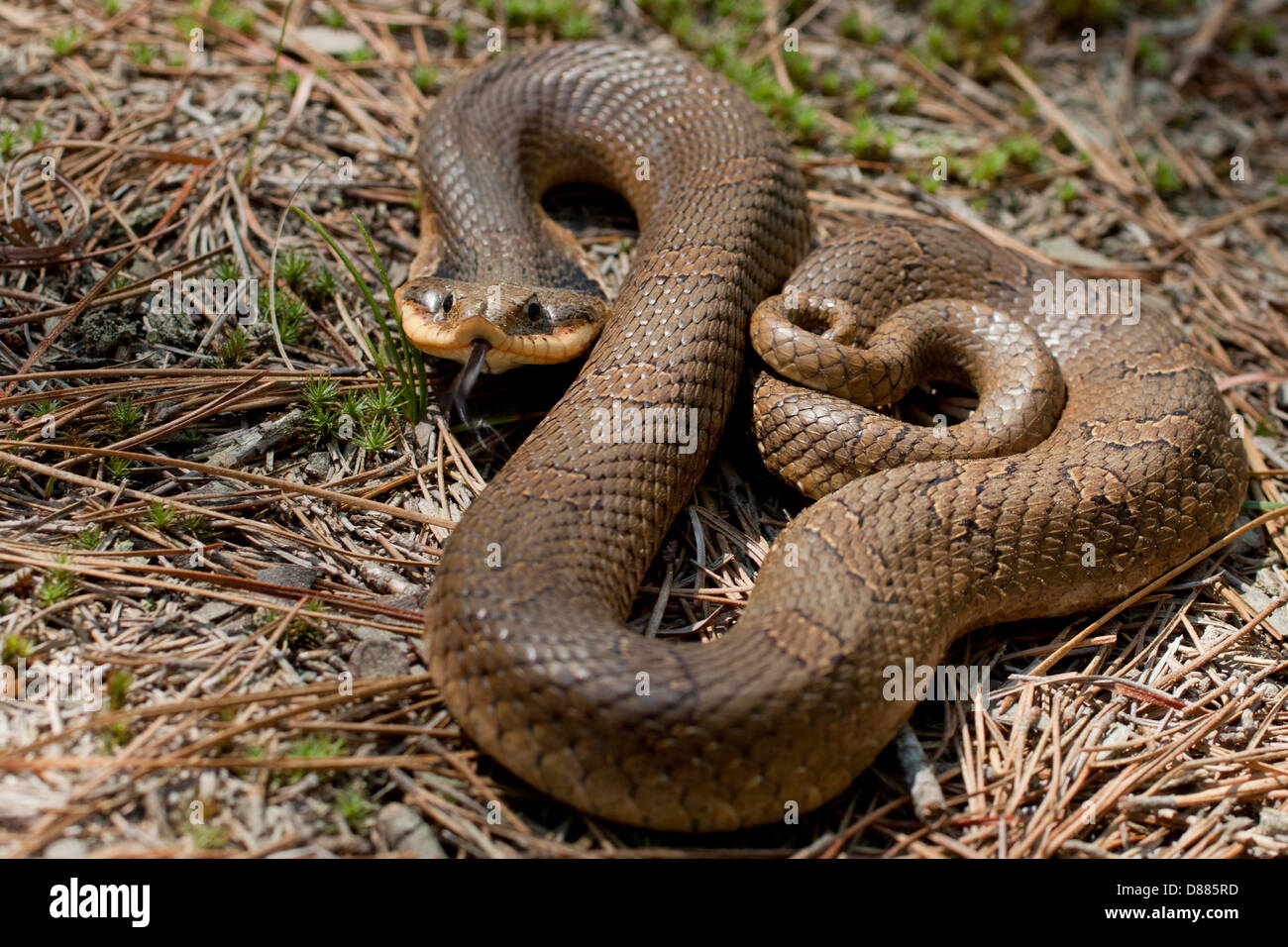 Vista ingrandita di un orientale hognose snake utilizzando la sua lingua biforcuta per gustare l'aria - Heterodon platyrhinos Foto Stock