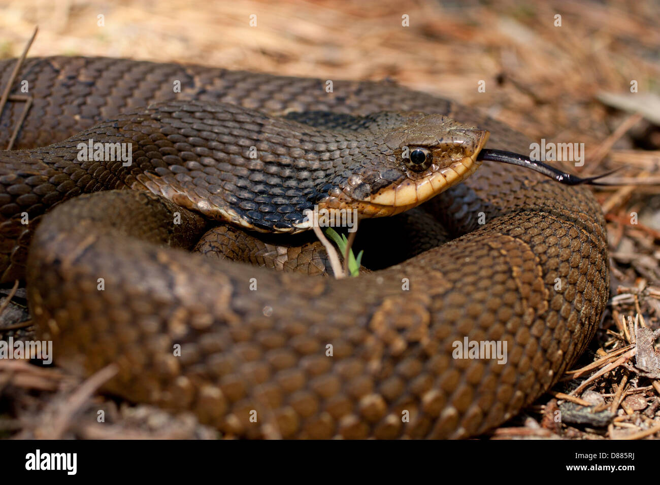 Vista ingrandita di un orientale hognose snake utilizzando la sua lingua biforcuta per gustare l'aria - Heterodon platyrhinos Foto Stock