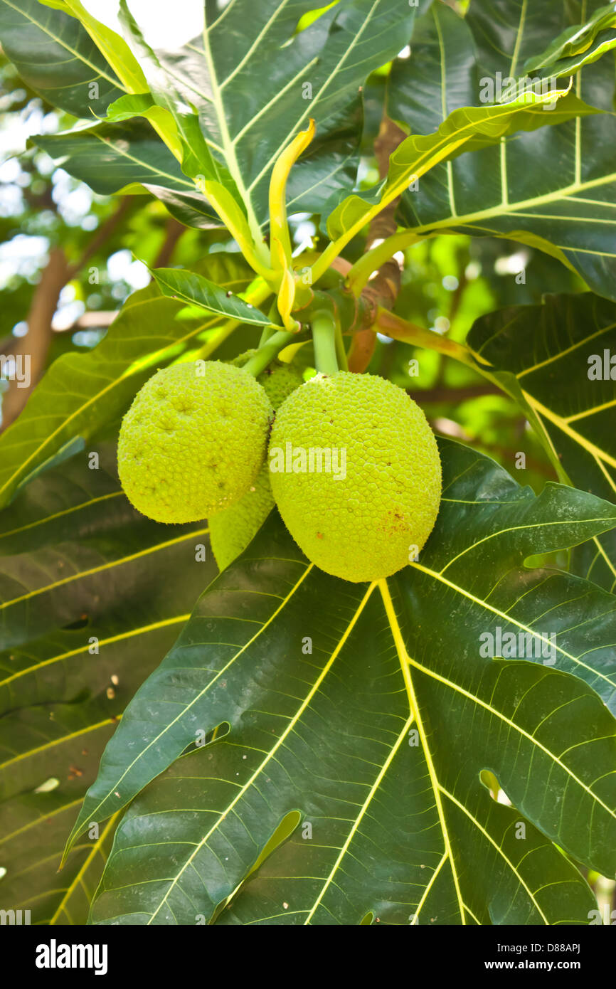 Bene sulla struttura ad albero Foto Stock