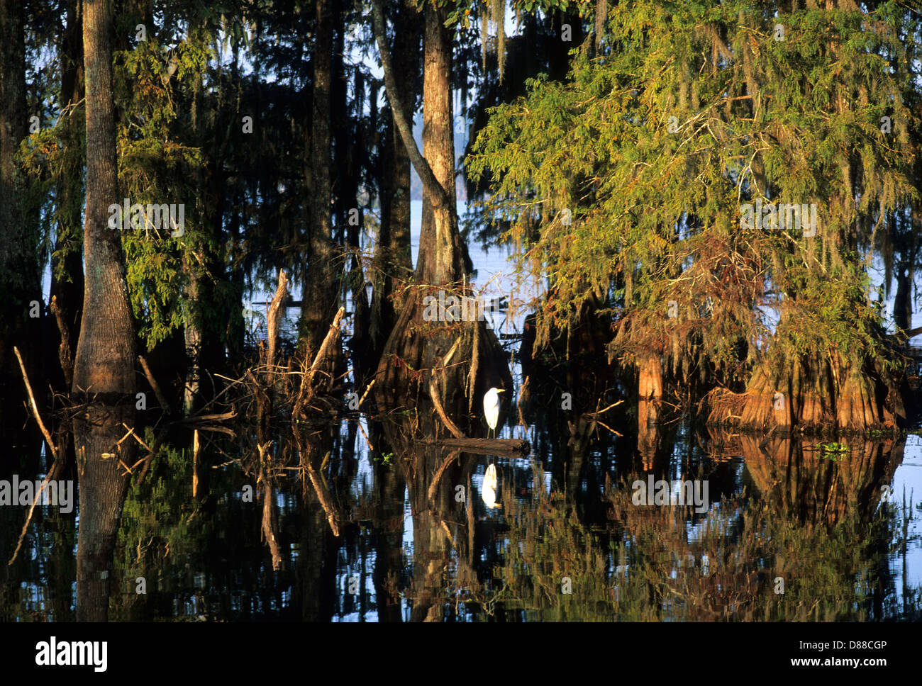 Elk283-3818 Louisiana Cajun Country, Lafayette, Lago di Martin, cipresso calvo con muschio Spagnolo e airone bianco maggiore Foto Stock