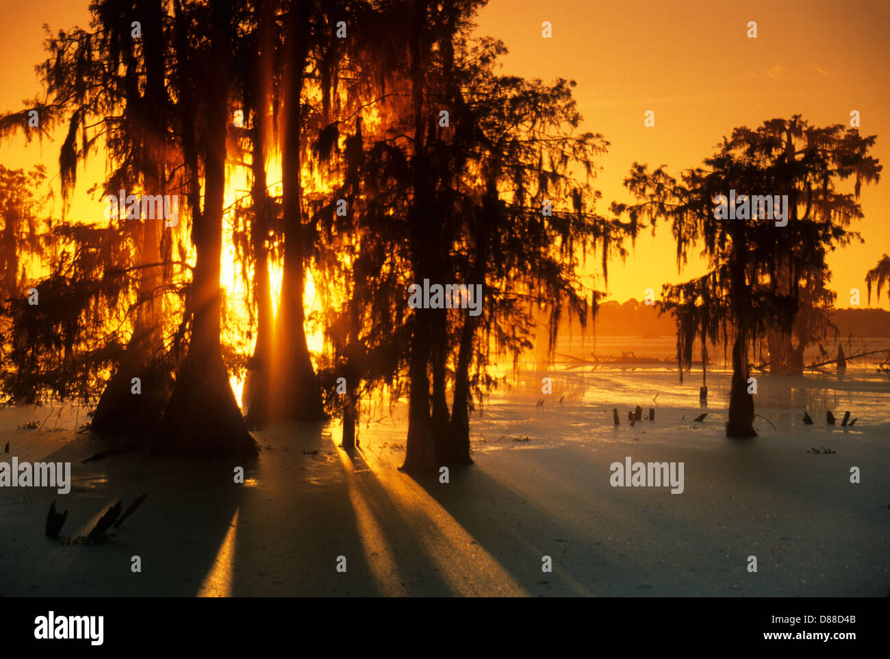 Elk283-3885 Louisiana Cajun Country, Lafayette, Lago di Martin, tramonto attraverso il cipresso calvo Foto Stock