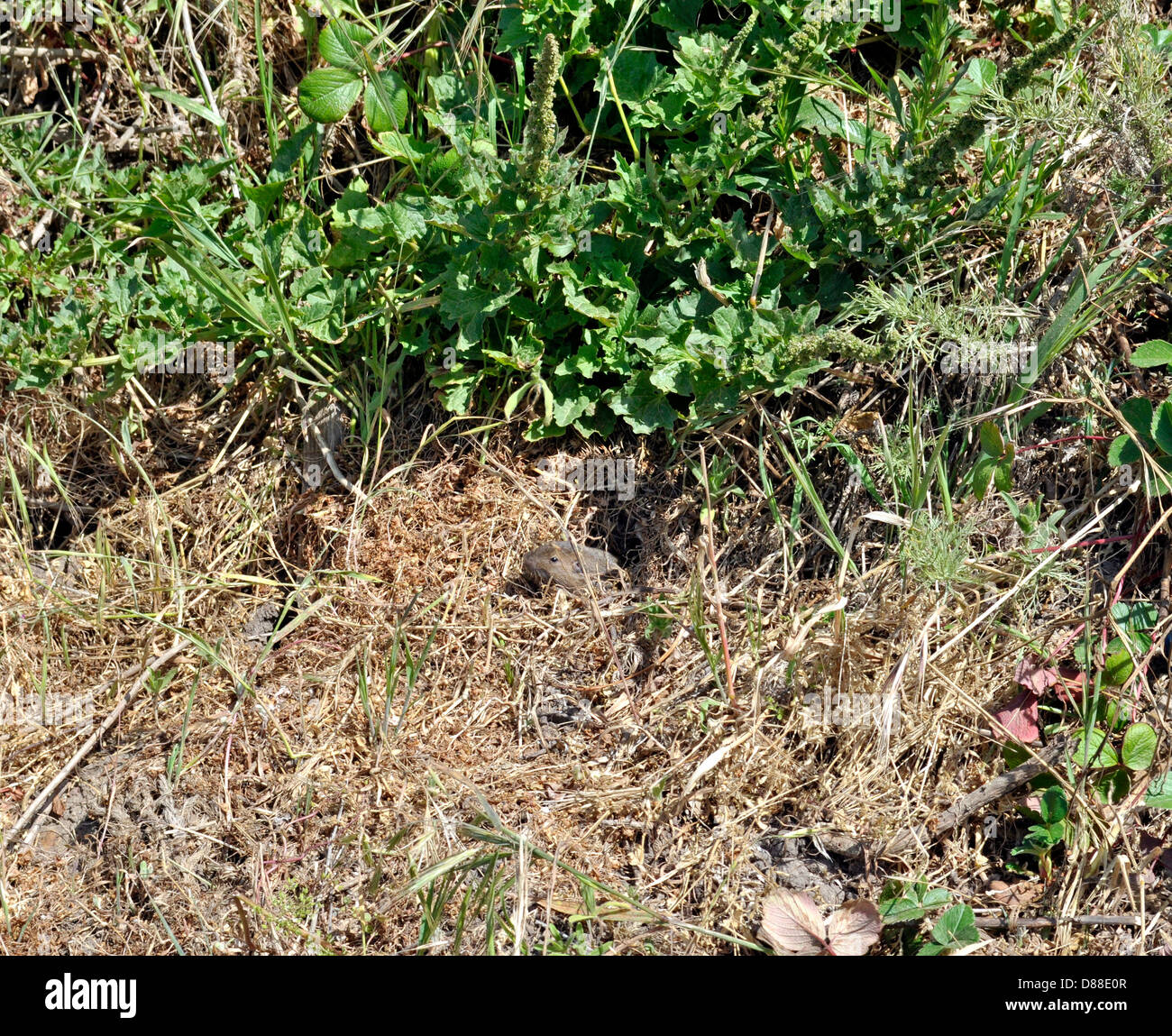Gopher pops testa fuori del foro, Golden Gate National Park Foto Stock
