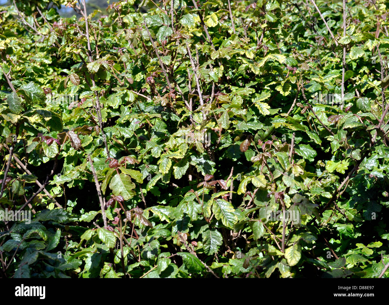 Rhus diversiloba di quercia del Pacifico, Golden Gate National Recreation area Foto Stock