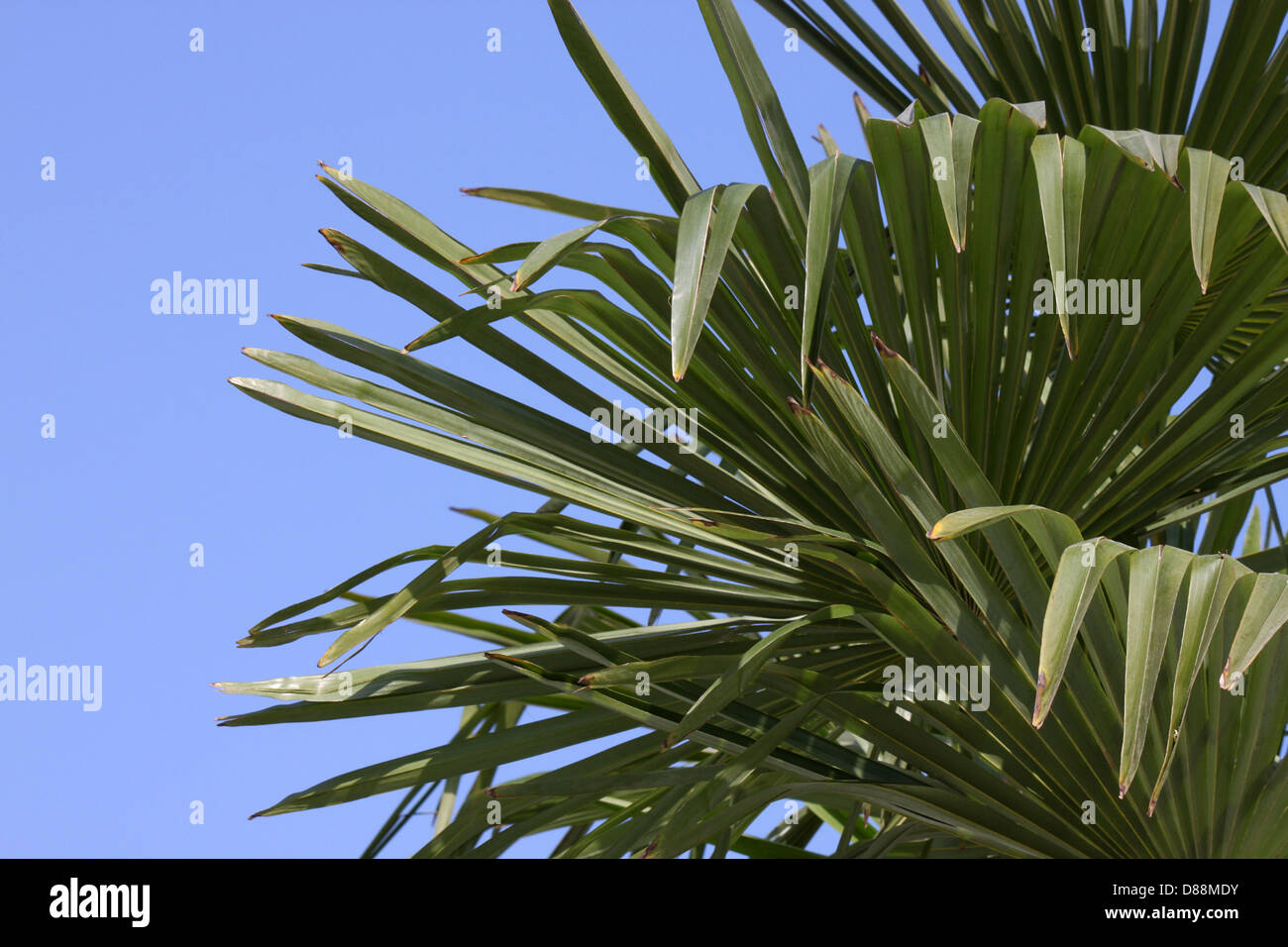 Foglie di palma oltre il cielo blu Foto Stock