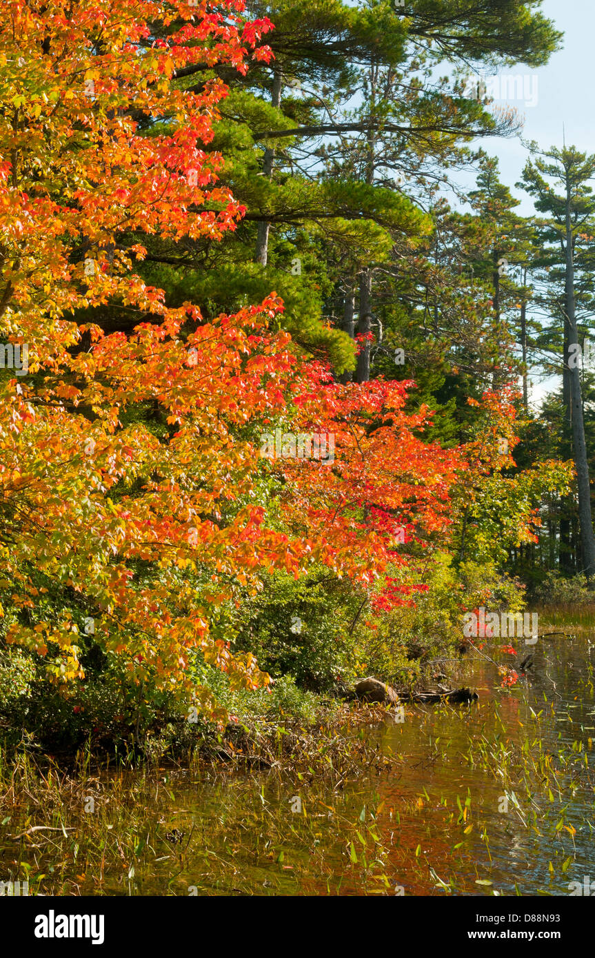 Caduta delle Foglie a Eagle Lake, Acadia NP, Maine, Stati Uniti d'America Foto Stock