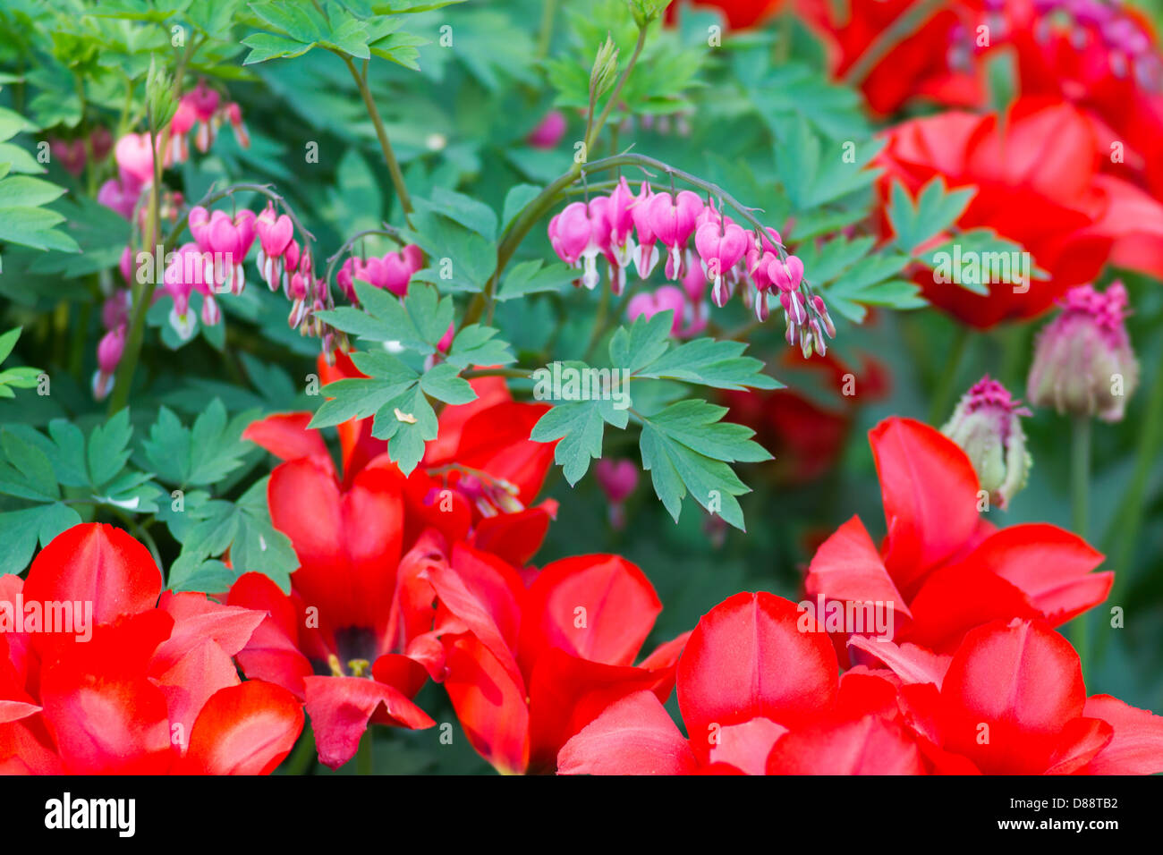 Tulipani rossi, rosa fiori e foglie verdi Foto Stock