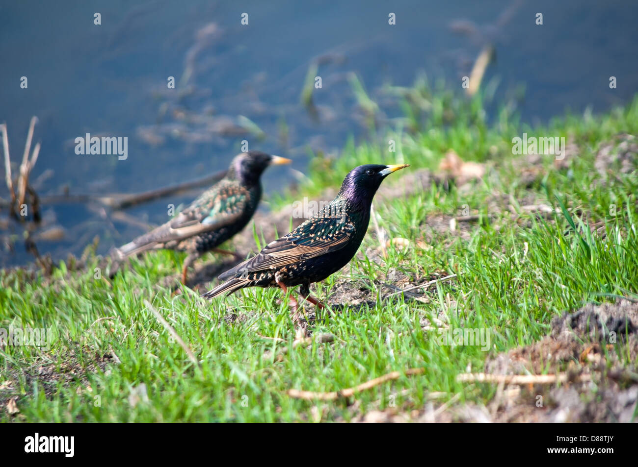 Uccelli selvatici su sfondo natura Foto Stock