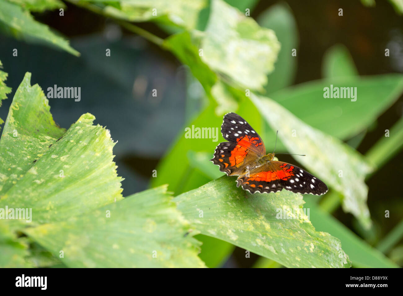 Scarlet pavone o Anartia amathea butterfly in olandese del giardino delle farfalle Foto Stock