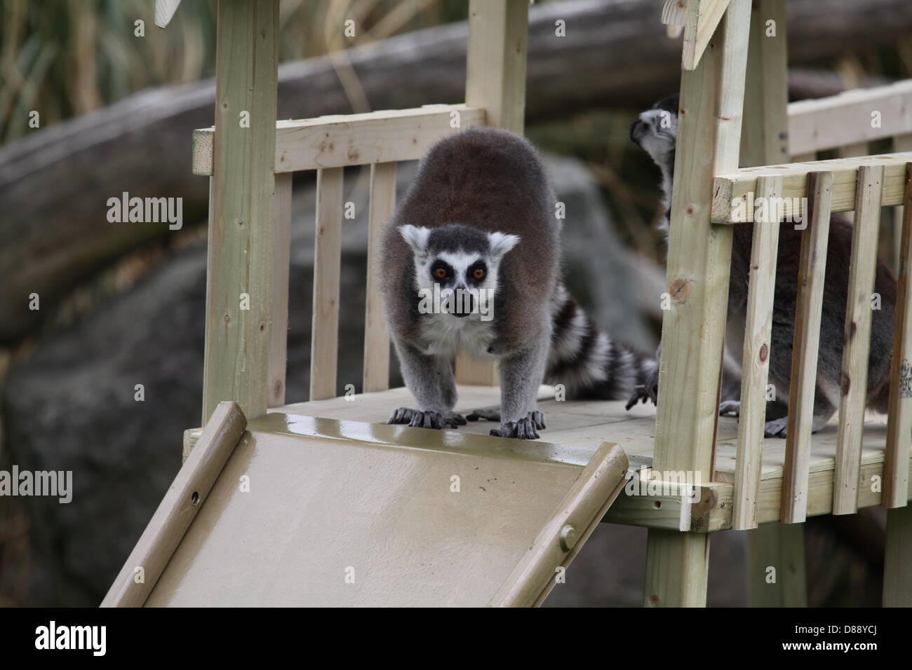 ZSL Whipsnade Zoo, Bedfordshire, Regno Unito. Il 22 maggio 2013. Anello-tailed lemuri (Lemur catta) provare la custom-made telaio di arrampicata per festeggiare il lancio della nuova avventura area giochi, Hullabazoo. Credito: Neville stili / Alamy Live News Foto Stock
