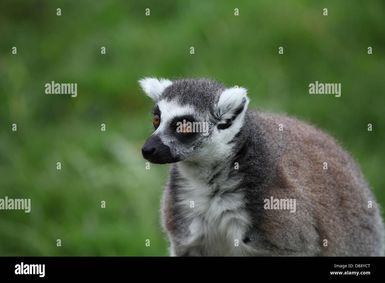 ZSL Whipsnade Zoo, Bedfordshire, Regno Unito. Il 22 maggio 2013. Anello-tailed lemuri (Lemur catta) provare la custom-made telaio di arrampicata per festeggiare il lancio della nuova avventura area giochi, Hullabazoo. Credito: Neville stili / Alamy Live News Foto Stock
