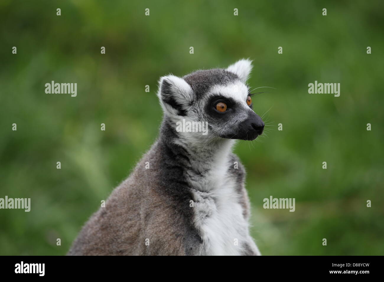 ZSL Whipsnade Zoo, Bedfordshire, Regno Unito. Il 22 maggio 2013. Anello-tailed lemuri (Lemur catta) provare la custom-made telaio di arrampicata per festeggiare il lancio della nuova avventura area giochi, Hullabazoo. © Neville stili / Alamy Foto Stock