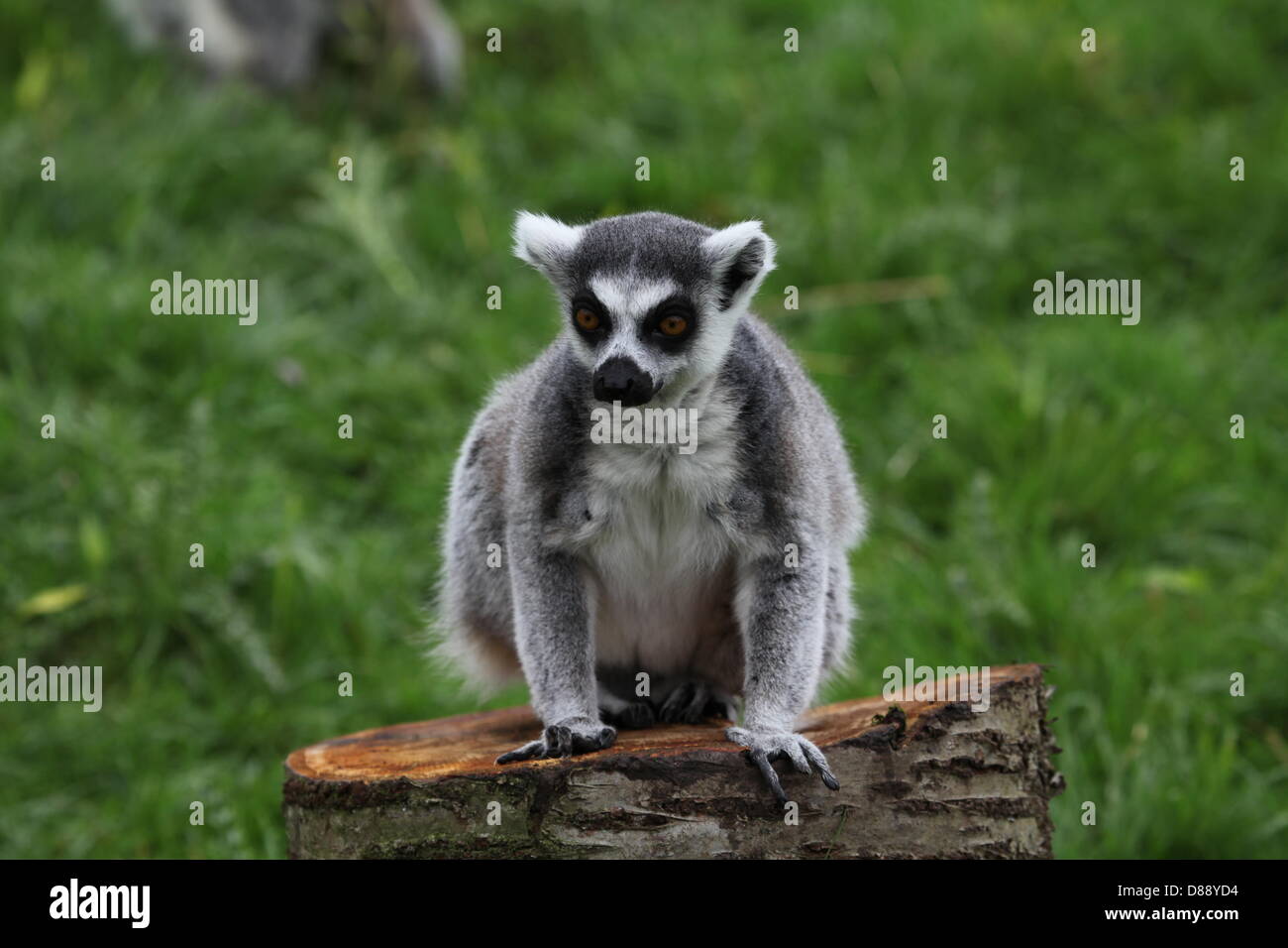 ZSL Whipsnade Zoo, Bedfordshire, Regno Unito. Il 22 maggio 2013. Anello-tailed lemuri (Lemur catta) provare la custom-made telaio di arrampicata per festeggiare il lancio della nuova avventura area giochi, Hullabazoo. Credito: Neville stili / Alamy Live News Foto Stock