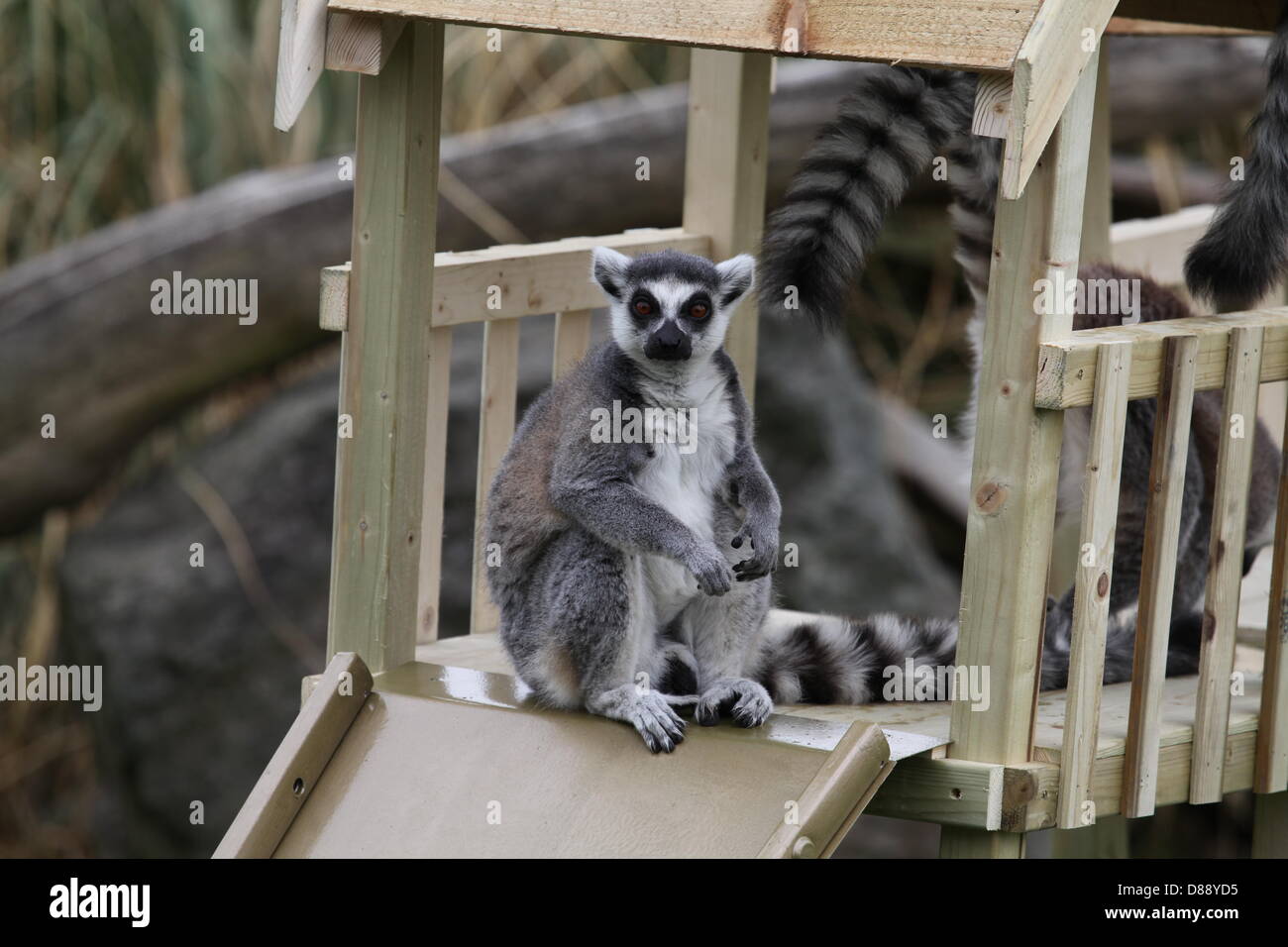 ZSL Whipsnade Zoo, Bedfordshire, Regno Unito. Il 22 maggio 2013. Anello-tailed lemuri (Lemur catta) provare la custom-made telaio di arrampicata per festeggiare il lancio della nuova avventura area giochi, Hullabazoo. Credito: Neville stili / Alamy Live News Foto Stock