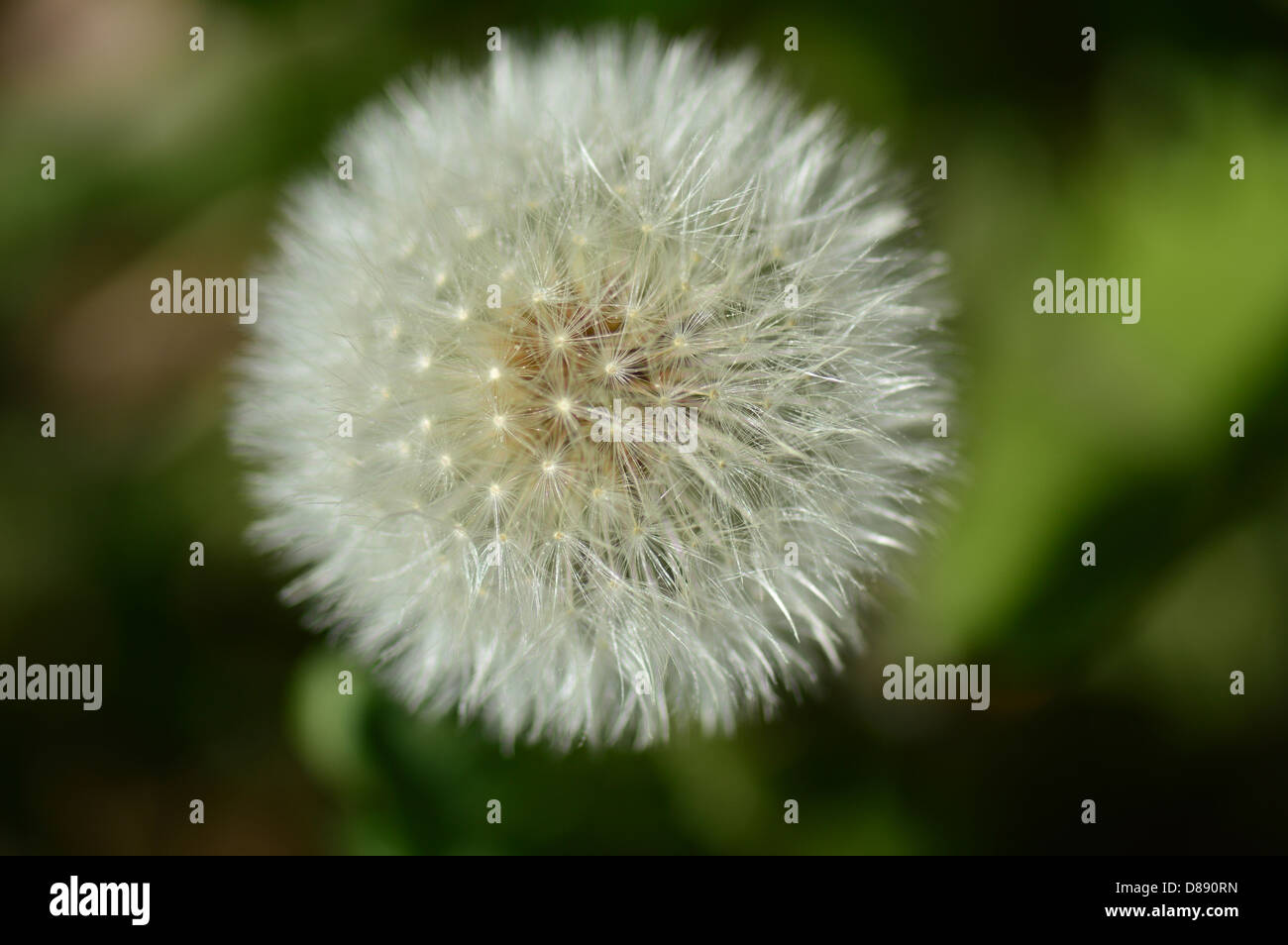 Close up limitato mettere a fuoco l'immagine di un orologio di tarassaco seedhead Foto Stock
