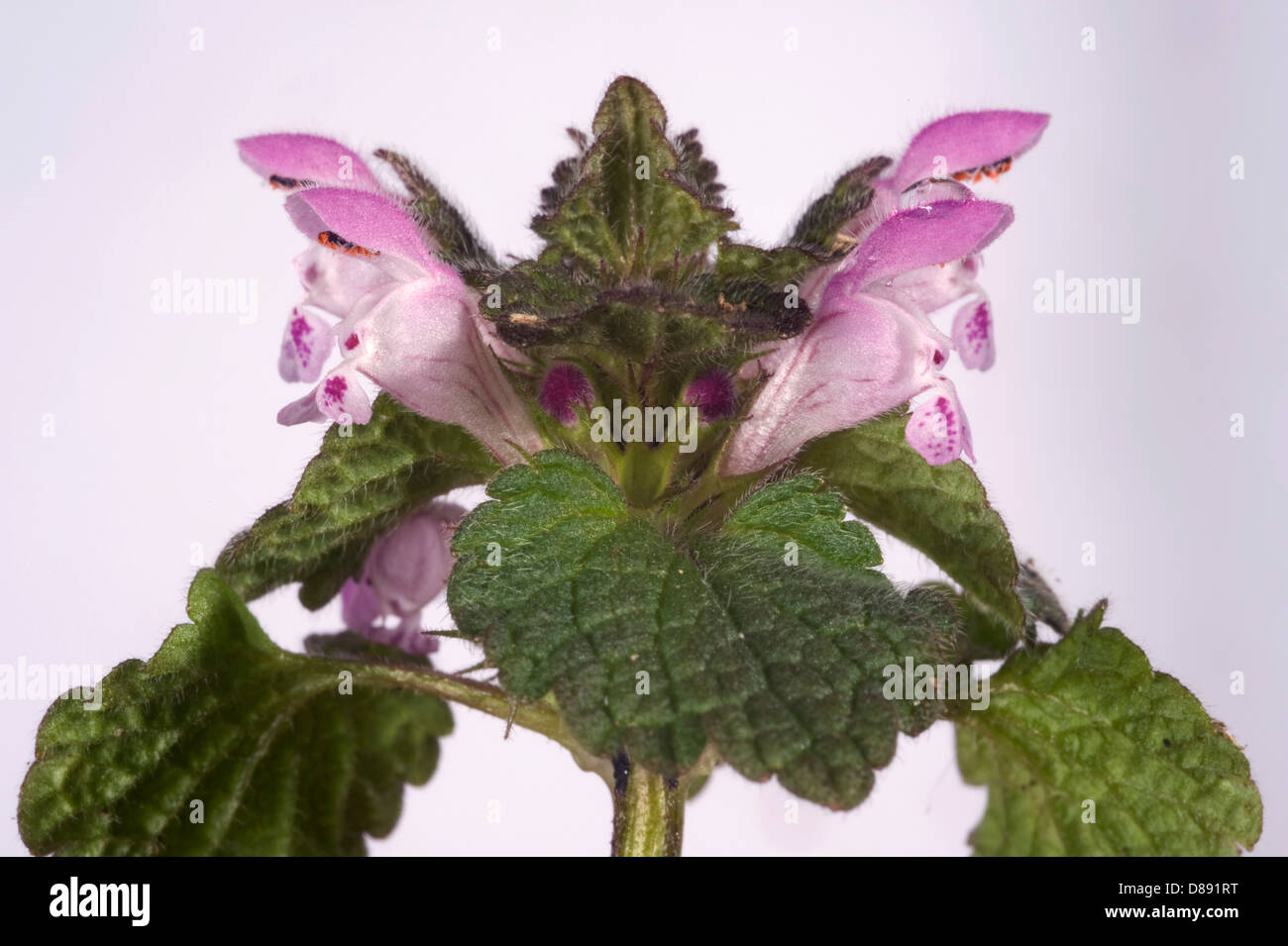 Red dead-ortica, Lamium purpureum, fiore Foto Stock