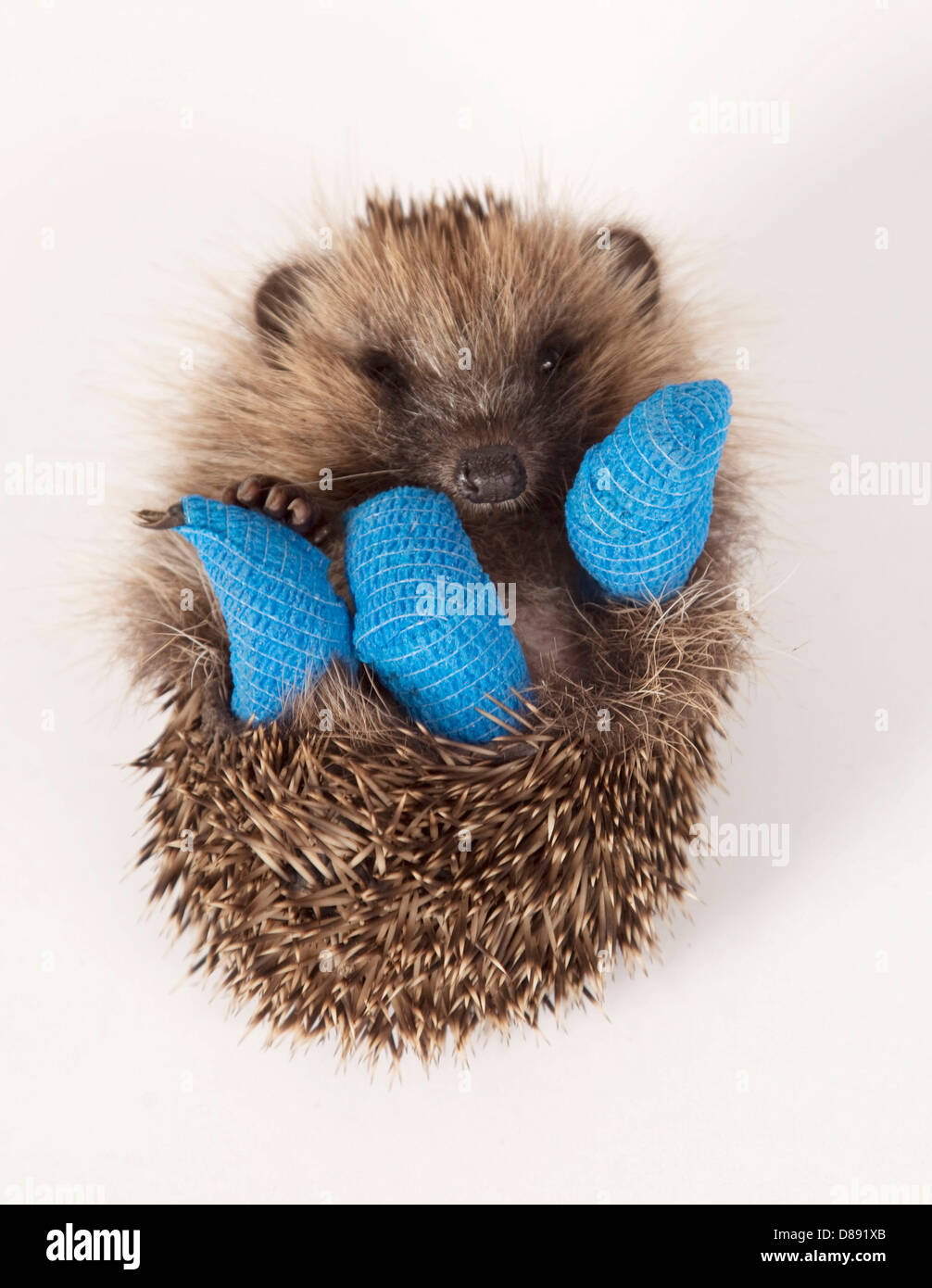 I capretti hedgehog Europeo con tre gambe in bendaggi Foto Stock