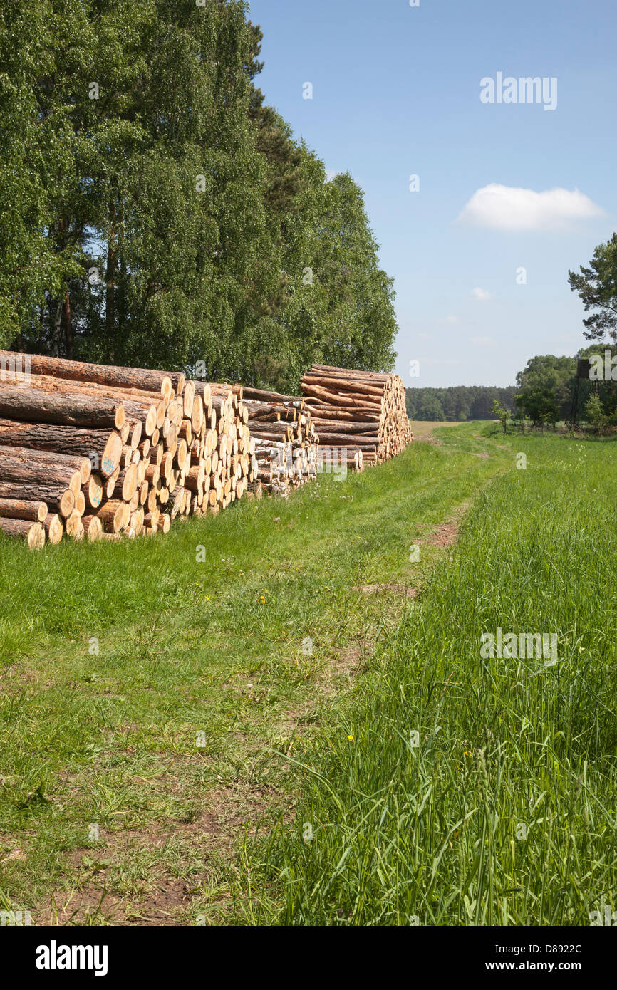 Terreni agricoli con abbattuto e impilati in legno, Brandeburgo, Tedesco Foto Stock