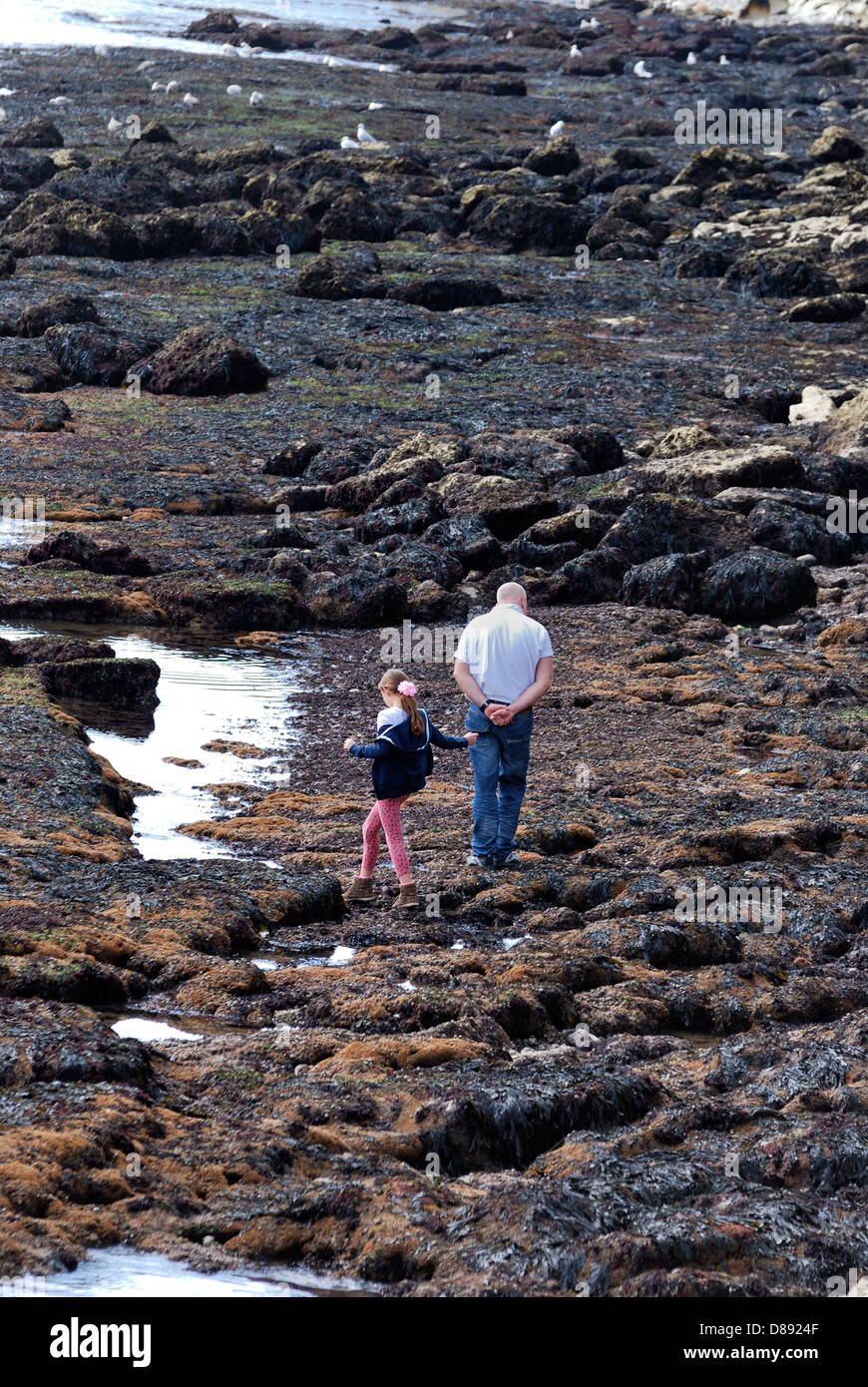 Un uomo e una giovane ragazza camminare tra le piscine di roccia birra Devon England Regno Unito Foto Stock