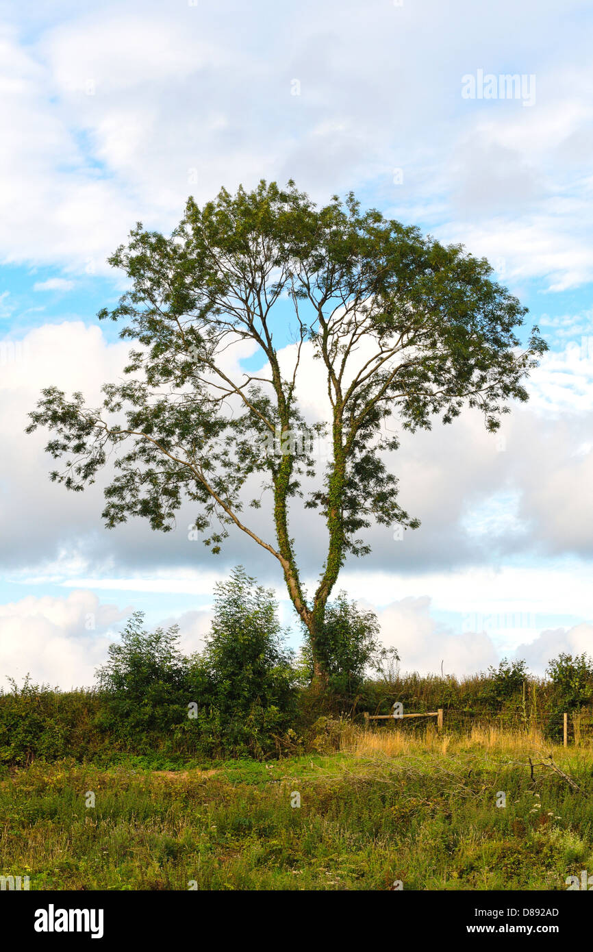 Un lone tree nella campagna contro un bel pomeriggio sky in devon Foto Stock