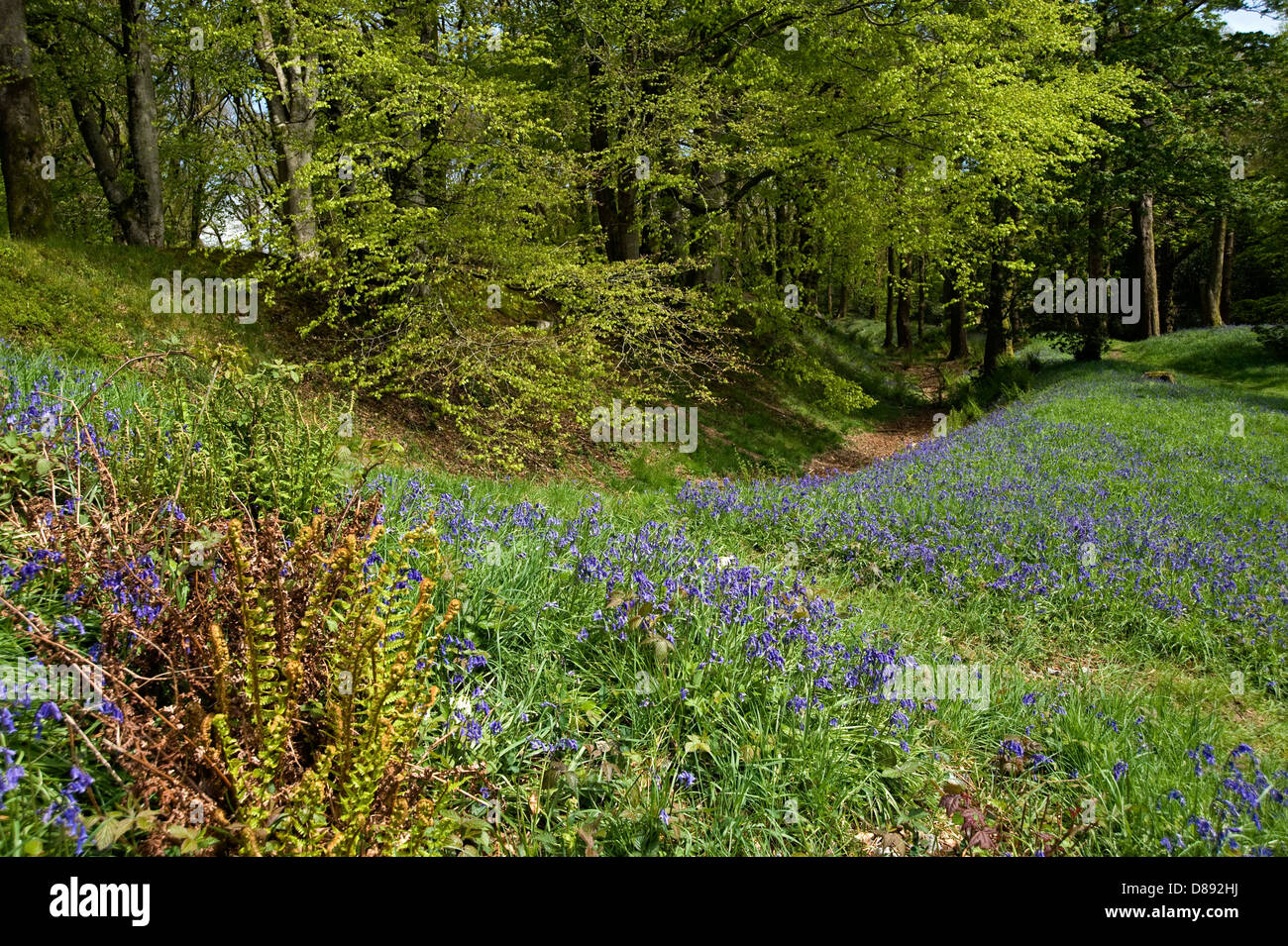 Bluebells fioritura a Blackbury Camp, il Devon Ferro-age fort, con boschi di faggi e querce a foglia giovane su un luminoso giorno di primavera Foto Stock