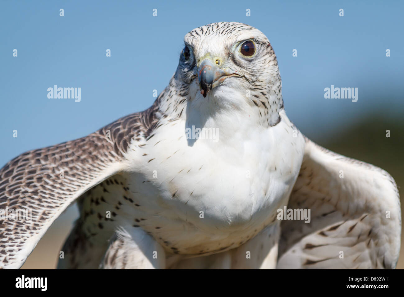 Un gyrfalcon flettendo le sue ali dopo aver mangiato la sua preda Foto Stock