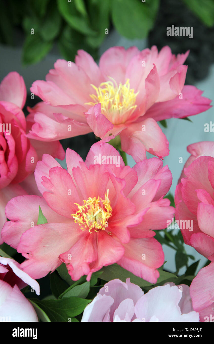 Paeonia Coral Louise, illustrato da Binnny della RHS Chelsea Flower Show 2013 Foto Stock