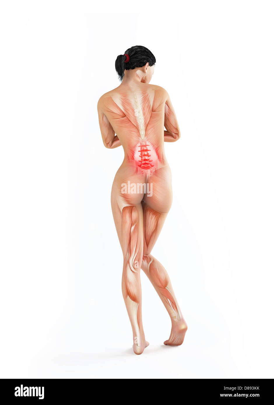 Anatomia femminile illustrazione - abbassare il mal di schiena Foto Stock