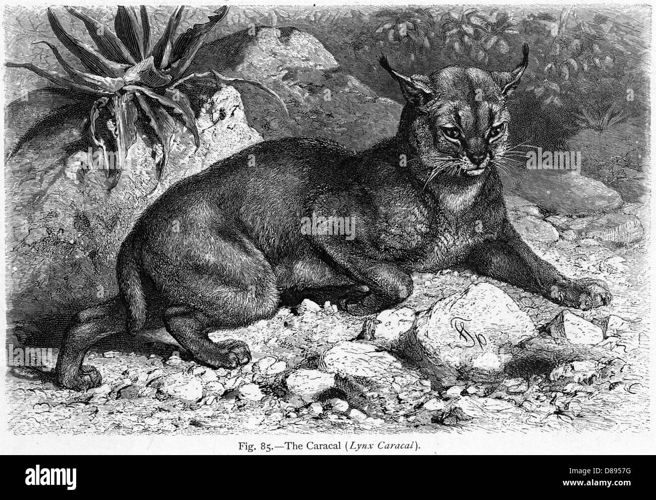 CARACALE (LYDEKER) Foto Stock