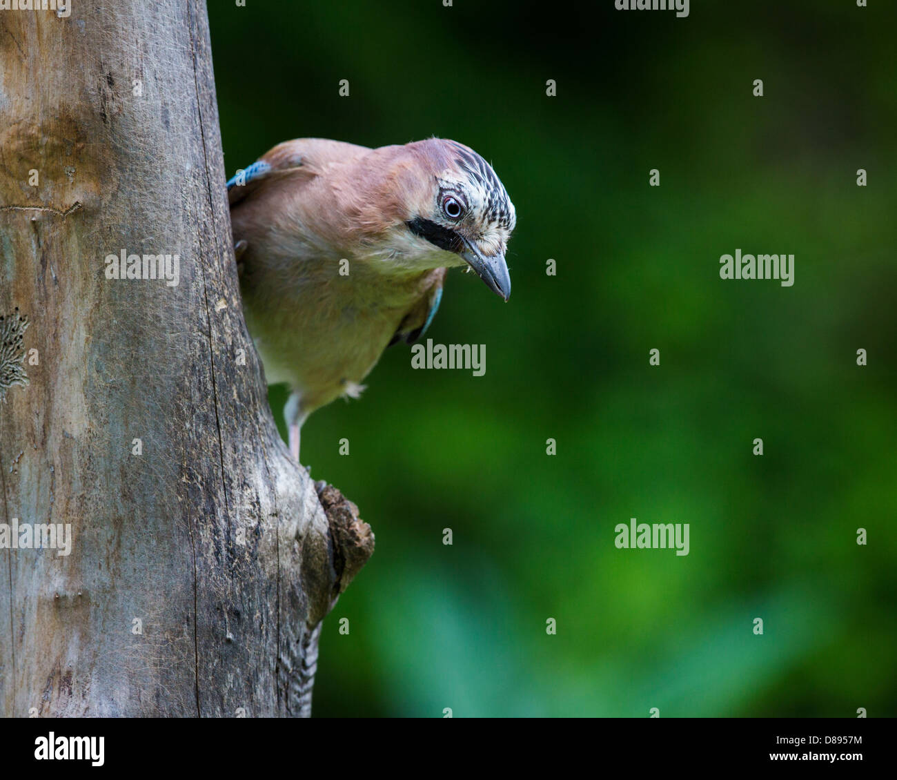 Unione jay (Garrulus glandarius) aggrappati ad un tronco di albero Foto Stock