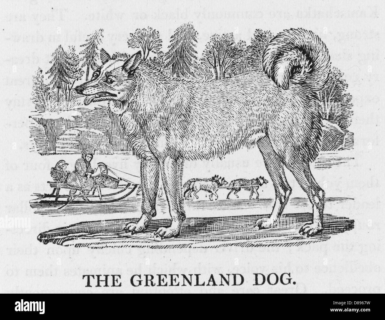 CANE DELLA GROENLANDIA Foto Stock