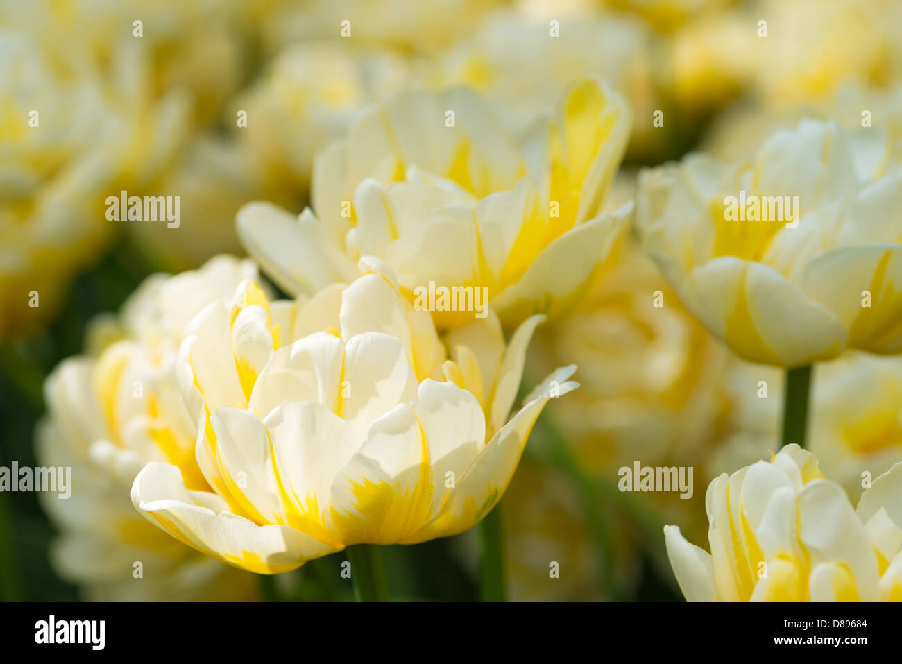 Fiori: gruppo di freschi tulipani gialli su aiuola. Nice floral background astratto Foto Stock