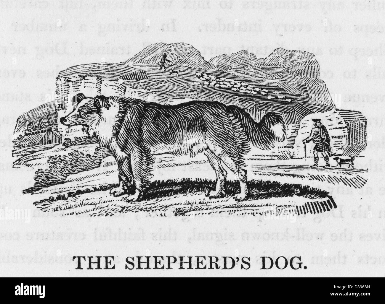 BEWICK PASTORI CANE Foto Stock