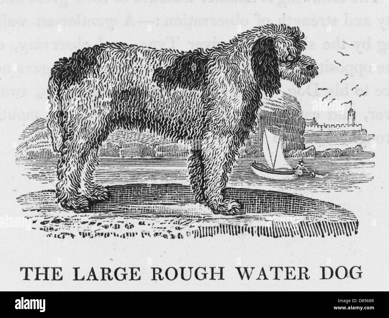 GRANDE CANE D'ACQUA RUVIDO Foto Stock