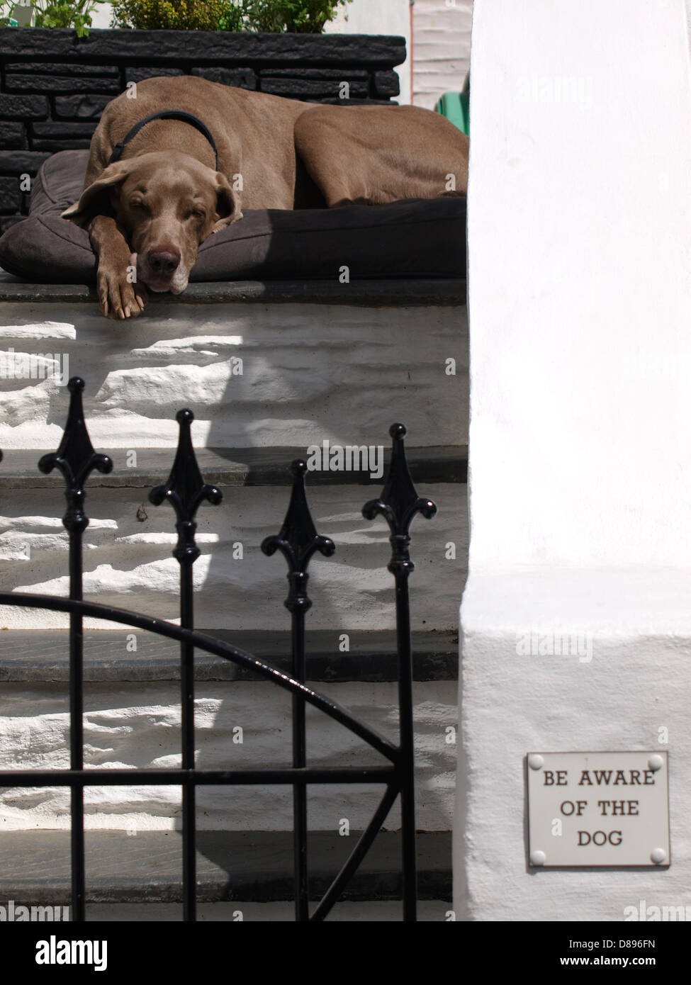 Weimaraner cane con un essere consapevole del cane segno, Regno Unito 2013 Foto Stock