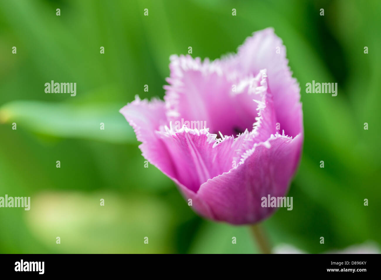 Fiori: unico viola tulip sul naturale sfondo sfocato, bassa DOF, soft focus close-up shot. Foto Stock